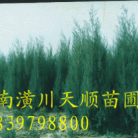 河南檜柏,檜柏,河南檜柏價格，檜柏基地，蜀檜，蜀檜價