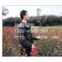 供應H30-120紅葉石楠工程苗150萬株！！！