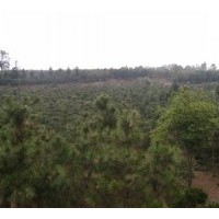 供應D8-15公分黑松6000棵！！！