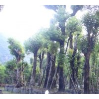 供應移植重陽木