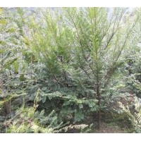出售當年生紅豆杉苗、多年生苗、工程苗等等.另供應當年生造林