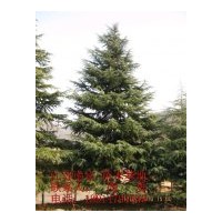 綠化苗木：千頭春，銀杏，紅葉石楠，普通石楠，桂花
