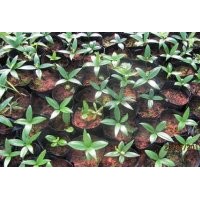 供竹柏營養缽苗 羅漢松 桂花 紅豆杉 池杉 香樟 無患子 紫薇 杜英