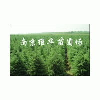 供應南京雪松