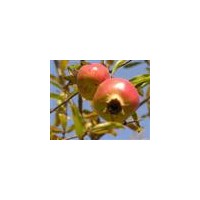 常年供應(yīng)各種規(guī)格石榴樹(shù)