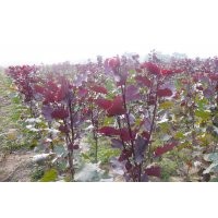 供應全紅楊、紅葉楊、彩葉楊、速生楊