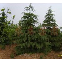 供應馬褂木，廣玉蘭，桂花，香樟，雪松，蜀檜