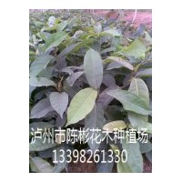 供應10-20公分黃葛樹