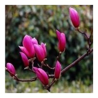 供應櫻花樹 紫薇 紫玉蘭 白玉蘭 廣玉蘭