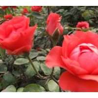 小葉女貞、紅葉女貞、金葉女貞、金邊冬青、紅葉小檗；大小葉黃楊