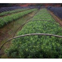 供羅漢松 紅豆杉 竹柏 桂花 池杉 香樟 無患子 紫薇 杜英 木荷