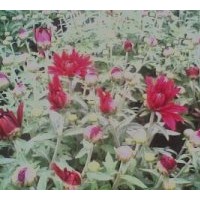 供應國慶菊 百日草、垂吊牽牛、金盞菊、天人菊、地被菊、福祿考