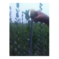 供應北海道黃楊 一串紅、萬壽菊、彩葉草、矮牽牛、孔雀草