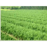 貼梗海棠、桂花、白皮松、樟子松、華山松、黃楊球、高山球、云杉