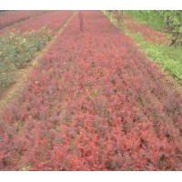 供應(yīng)紅葉小檗 小葉女貞、紅葉石楠、紫葉矮櫻、黃刺玫