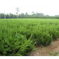 供龍柏 高山黃楊，雪松，側柏，油松，紅葉李，白皮松