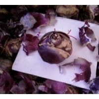 售彩色馬蹄蓮、朱頂紅種球、水仙花種球