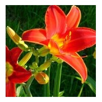 金娃娃萱草、紅云萱草、紅寶石萱草、