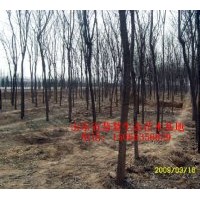 供應(yīng)各種規(guī)格國槐、法桐、白蠟