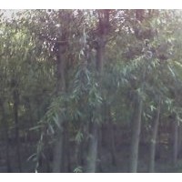 黃柳供應