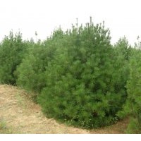 長期供應3年營養缽白皮松 1-4米白皮松