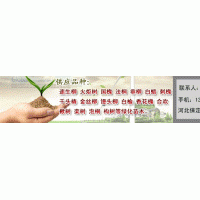 供應(yīng)國槐 法桐 白蠟 千頭椿、臭椿、垂柳、饅頭柳、旱柳