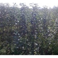 蘋果苗供應