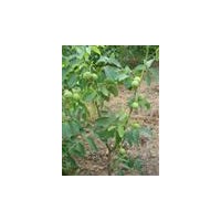 供應山楂苗 運城山楂苗 優質山楂苗