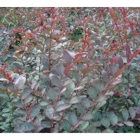 大量批發(fā)供應(yīng)日本富士紫薇，紅葉喬木紫薇