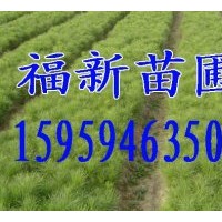 供應濕地松苗,木荷苗,紅豆杉苗,光皮樺苗,香樟苗,無患子苗,羅漢松
