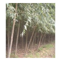 供應竹柳，美國竹柳、竹柳樹苗、河北竹柳樹苗