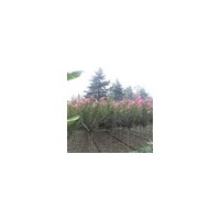 出售低價紫薇 法桐.水杉.杜仲.石楠.灑金柏.金葉女貞. 紅葉小波