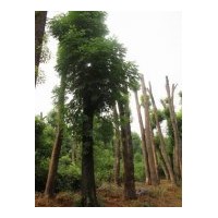 欒樹 移栽欒樹 大量供應 桂花、廣玉蘭、香泡等