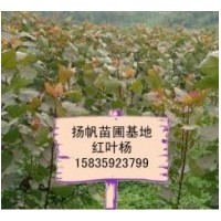 供應(yīng)中華紅葉楊，山西紅葉楊批發(fā)，紅葉楊價(jià)格