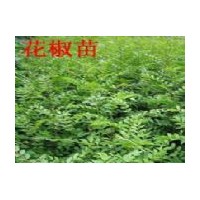 山西運城花椒苗 大紅袍花椒苗 兩年生大紅袍花椒苗