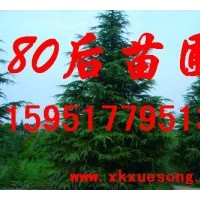 2011南京雪松價(jià)格(圖)