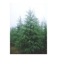 南京雪松、玉蘭、蜀檜、龍柏、大葉女貞、紫薇、紫葉李、法桐、樸
