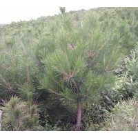 供應油松 云杉銷售樟子松 國槐 柳樹 榆樹 刺槐 新疆楊