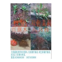 大量供應(yīng)各種扦插苗，桂花樹等，全國(guó)發(fā)貨，淘寶交易，安全無(wú)憂