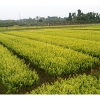 供應(yīng)湖南苗木金葉女貞、小葉女貞、大葉女貞