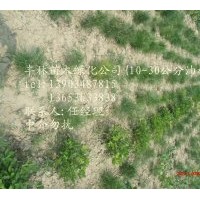 優(yōu)質(zhì)圃貨白皮松油松當(dāng)年苗到10米山貨圃貨一應(yīng)俱全