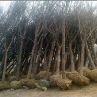 槐樹/國槐苗木/白蠟樹/國槐種植