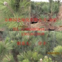 油松現貨供應