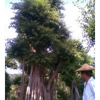 長期大量供應各規格的小葉榕地苗，移植苗，微型小葉榕盆景