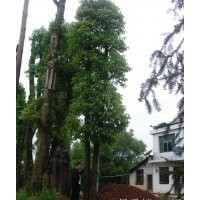 供應15-50公分香泡樹