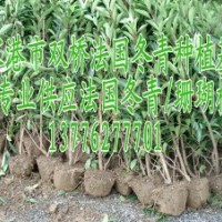 本基地專業(yè)種植供應法國冬青 珊瑚樹 青珊瑚 法青