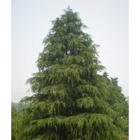 長期供應南京信誠雪松