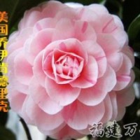 批發銷售-茶花精品-喬伊肯德里克茶花-萬芳園藝