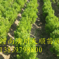 豆瓣黃楊，豆瓣黃楊價格，豆瓣黃楊，潢川豆瓣黃楊，河南豆瓣
