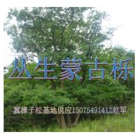 供應蒙古櫟，叢生蒙古櫟